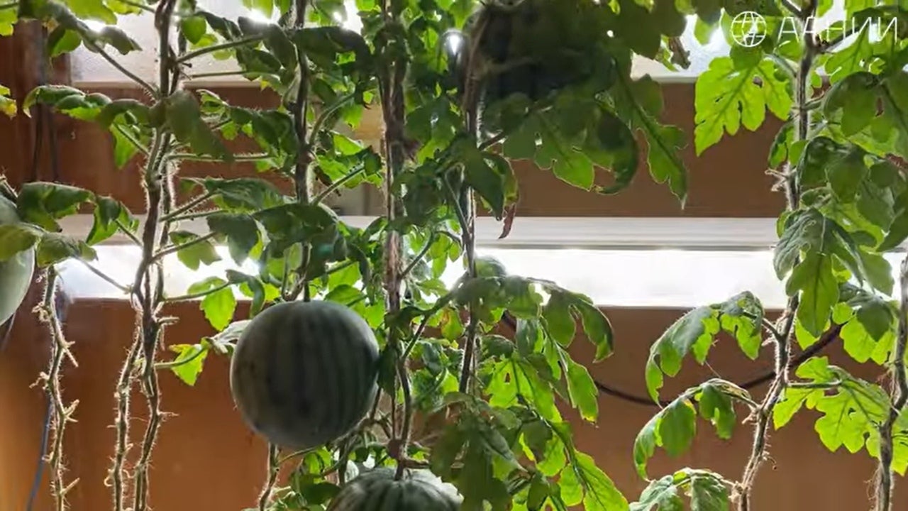 Researchers Grow Juicy Watermelons At Antarctica's ‘Pole of Cold